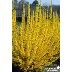 FORSYTHIA intermedia Lynwood TFE C4.5L - SILENCE ÇA POUSSE 
