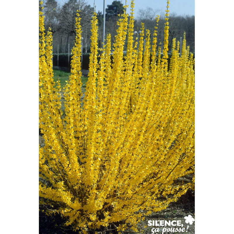 FORSYTHIA intermedia Lynwood TFE C4.5L - SILENCE ÇA POUSSE 