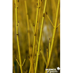 CORNUS stolonifera Flaviramea TFE C4.5L - SILENCE ÇA POUSSE 