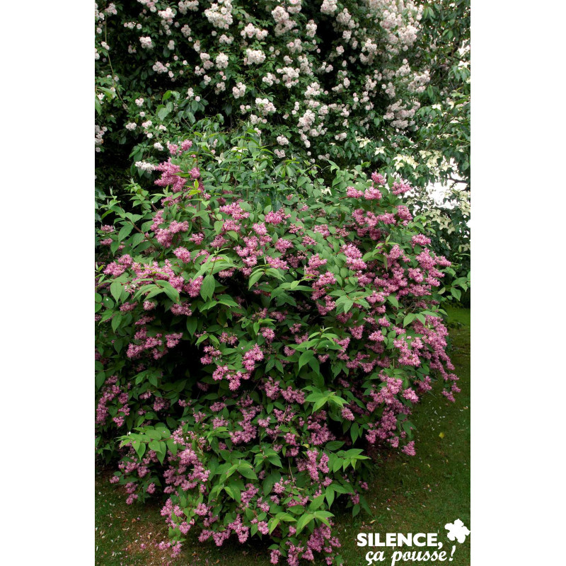 DEUTZIA tourbillon Rouge C4.5L - SILENCE ÇA POUSSE 