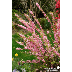 PRUNUS triloba Vt TFE C4.5L - SILENCE ÇA POUSSE 