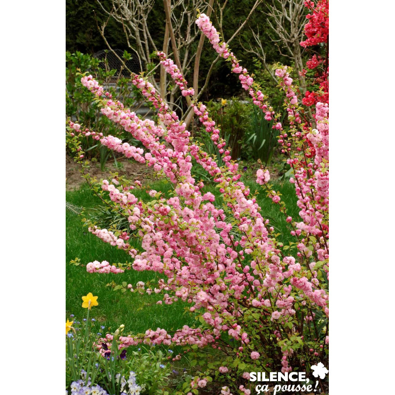 PRUNUS triloba Vt TFE C4.5L - SILENCE ÇA POUSSE 