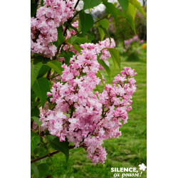 SYRINGA vulgaris Zhemchyzhina 3/4BR 40/60 C4.5L - SILENCE ÇA POUSSE 