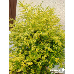 LIGUSTRUM sinensis Lemon And Lime® C6L-DECO - SILENCE ÇA POUSSE 
