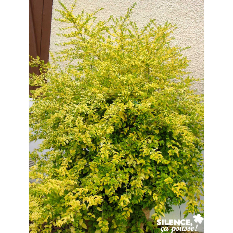 LIGUSTRUM sinensis Lemon And Lime® C6LDECO SILENCE ÇA POUSSE