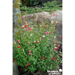 SALVIA microphylla Hot Lips TFE C4.5L - SILENCE ÇA POUSSE 