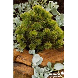 PINUS mugo Winter Gold GREF C4.5L - SILENCE ÇA POUSSE 