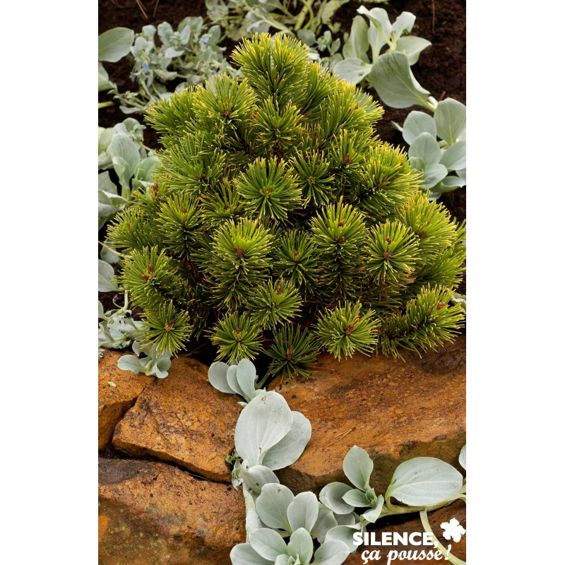 PINUS mugo Winter Gold GREF C4.5L - SILENCE ÇA POUSSE 