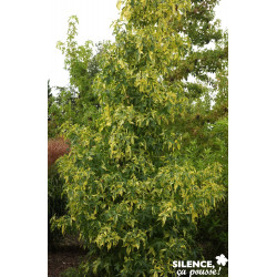 LIQUIDAMBAR styraciflua Aurea BALIV C4.5L - SILENCE ÇA POUSSE 