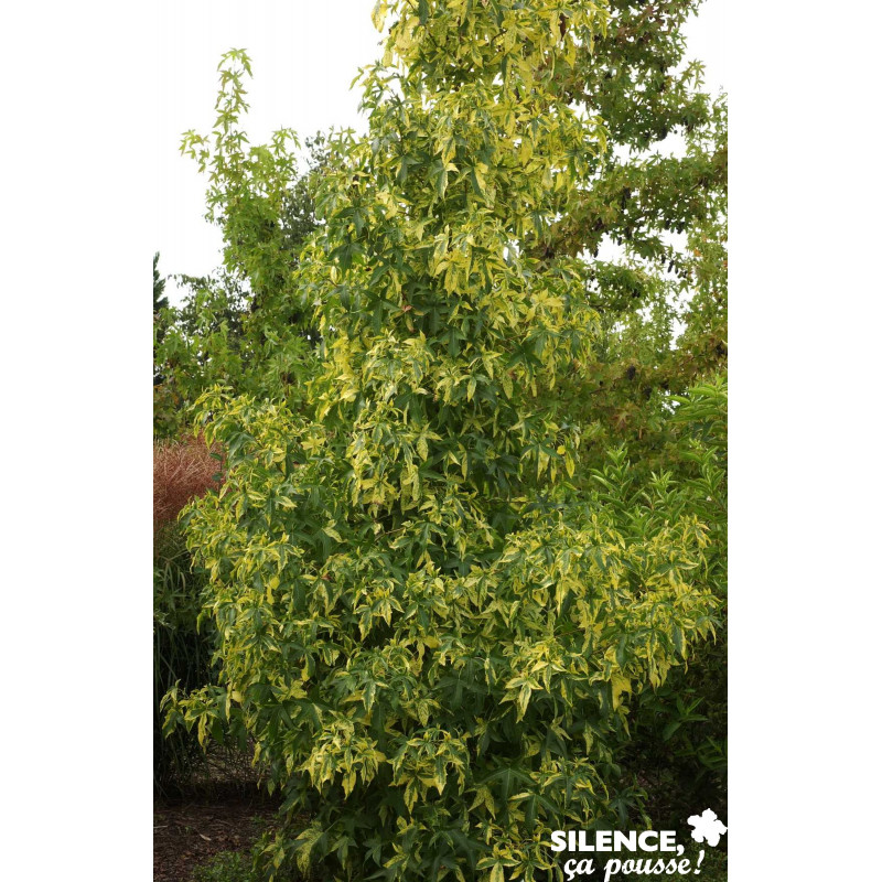 LIQUIDAMBAR styraciflua Aurea BALIV C4.5L - SILENCE ÇA POUSSE 