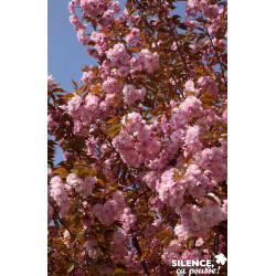 PRUNUS kanzan TG H200 C25L - SILENCE ÇA POUSSE 