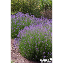 LAVANDULA angustifolia TFE C10L-DECO - SILENCE ÇA POUSSE 