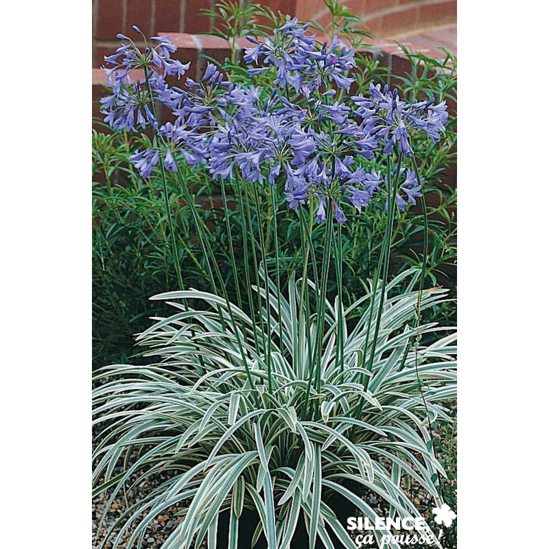 AGAPANTHUS silver Moon® C2L-RC - SILENCE ÇA POUSSE 