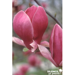 MAGNOLIA soulangeana Rustica Rubra SOL C25L - SILENCE ÇA POUSSE 