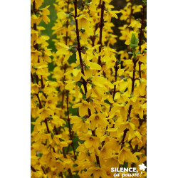 FORSYTHIA intermedia Mindor C4.5L - SILENCE ÇA POUSSE 