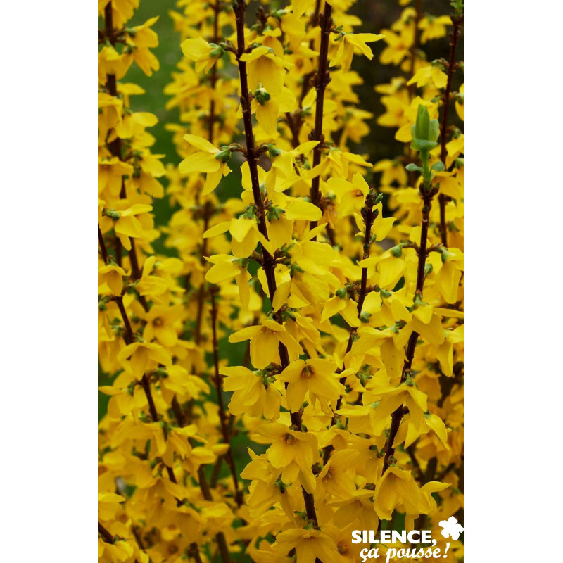 FORSYTHIA intermedia Mindor C4.5L - SILENCE ÇA POUSSE 