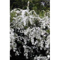 SPIRAEA vanhouttei C4.5L - SILENCE ÇA POUSSE 