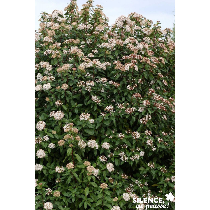 VIBURNUM tinus C4.5L - SILENCE ÇA POUSSE 