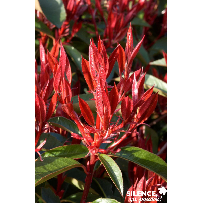 PHOTINIA fraseri Red Robin C4.5L - SILENCE ÇA POUSSE 