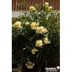 NERIUM oleander Jaune 3/4BR C3L - SILENCE ÇA POUSSE 