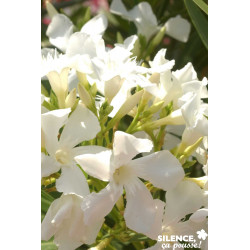 NERIUM oleander Blanc 6/8BR 60/80 C7L - SILENCE ÇA POUSSE 