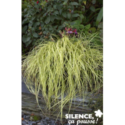 CAREX oshimensis Evergold C2L-RC - SILENCE ÇA POUSSE 