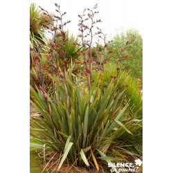 PHORMIUM tenax TFE C4.5L - SILENCE ÇA POUSSE 