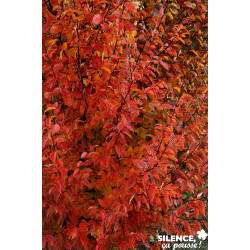 CARPINUS betulus Orange Retz C15L - SILENCE ÇA POUSSE 