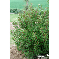 PRUNUS lusitanica Brenelia C4.5L - SILENCE ÇA POUSSE 