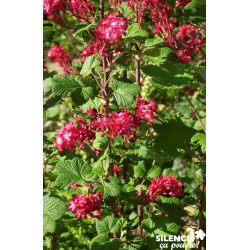 RIBES sanguineum Red Bross® C4.5L - SILENCE ÇA POUSSE 
