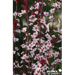 PRUNUS cistena C4.5L - SILENCE ÇA POUSSE 