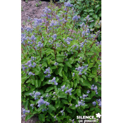 CEANOTHUS marie Bleue® C4.5L - SILENCE ÇA POUSSE 