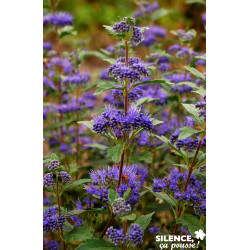 CARYOPTERIS clandonensis Grand Bleu® C4.5L - SILENCE ÇA POUSSE 