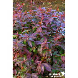 LEUCOTHOE scarletta Halloween C4.5L - SILENCE ÇA POUSSE 