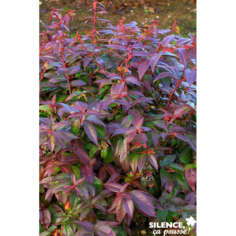 LEUCOTHOE scarletta Halloween C4.5L - SILENCE ÇA POUSSE 