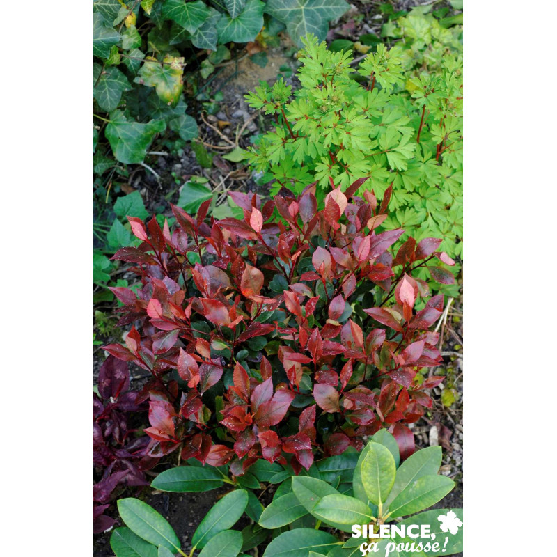 PHOTINIA fraseri Little Red Robin C10L - SILENCE ÇA POUSSE 