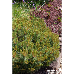 PINUS nigra Brepo® TG-H50 C10L - SILENCE ÇA POUSSE 