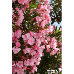 NERIUM oleander Rose Simple C15L - SILENCE ÇA POUSSE 