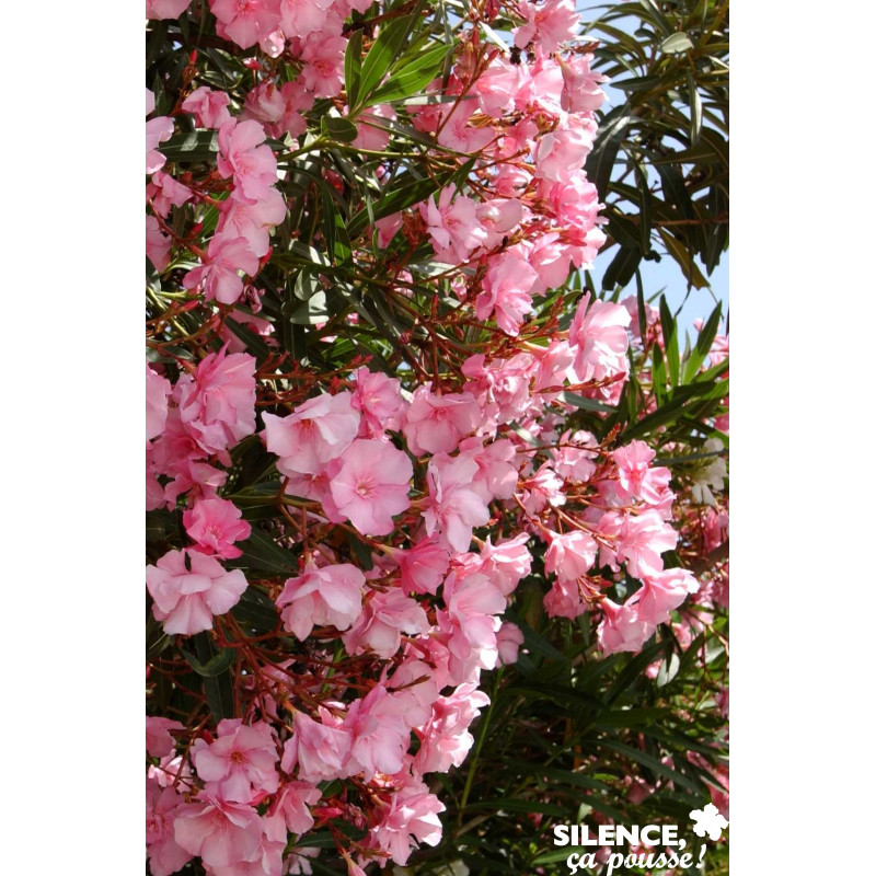 NERIUM oleander Rose Simple C15L - SILENCE ÇA POUSSE 