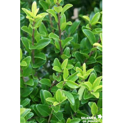 ILEX maximowicziana Kanehirae C15L - SILENCE ÇA POUSSE 