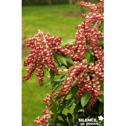 PIERIS japonica Valley Valentine TFE C4.5L - SILENCE ÇA POUSSE 