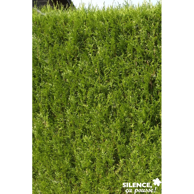 THUJA plicata Atrovirens 80/100 C7L - SILENCE ÇA POUSSE 