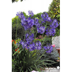 AGAPANTHUS northern Star TFE C4.5L - SILENCE ÇA POUSSE 