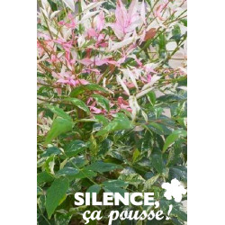 Nandina domestica twilight c2l - SILENCE ÇA POUSSE 