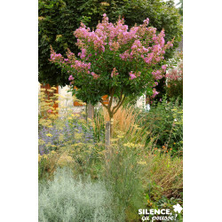 LAGERSTROEMIA indica Lilas Grand Sud® TFE C4.5L - SILENCE ÇA POUSSE 