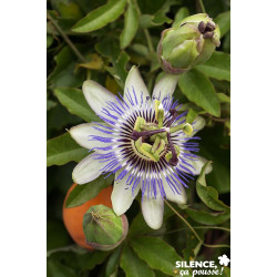 PASSIFLORA caerulea 3TUT 100/120 C5L - SILENCE ÇA POUSSE 