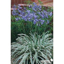 AGAPANTHUS silver Moon® TFE C10L - SILENCE ÇA POUSSE 