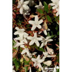 Abelia gr.sherwood c 4.5 mel - SILENCE ÇA POUSSE 