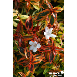 ABELIA grandiflora Kaleidoscope COV C4.5L - SILENCE ÇA POUSSE 