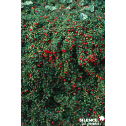 Cotoneaster.microph.streib'.findlin.c.2.v.tal. - SILENCE ÇA POUSSE 